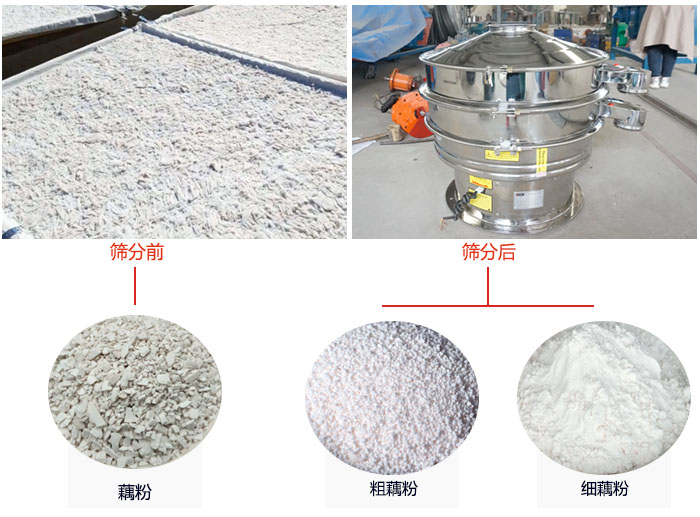 蓮藕淀粉曬干，采用304不銹鋼材質(zhì)藕粉振動(dòng)篩篩分后前后對比效果圖展示。